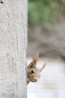 Eurasian red squirrel-Sciurus vulgaris