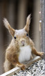 Eurasian red squirrel-Sciurus vulgaris