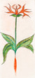 illustration of flower herb
