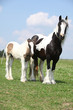 Nice irish cob mare with foal
