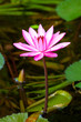 Beautiful pink water lily