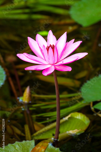 Photo: Beautiful pink water lily Beautiful pink water lily