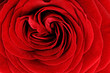 Beautiful red  rose flower. Closeup.