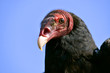 Portrait Turkey vulture (Cathartes aura) on blue sky background