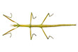 Spanish Walking Stick insect  species Leptynia hispanica