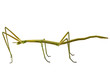 Spanish Walking Stick insect  species Leptynia hispanica