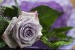 Rosa romantica