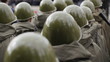 Soldiers