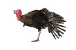Photo: Turkey Turkey