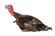 Photo: Turkey Turkey