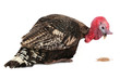Photo: Turkey Turkey