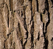 The bark texture