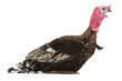 Photo: Turkey Turkey