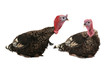 Photo: Turkey two Turkey two
