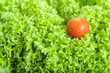 Fresh lettuce and tomato