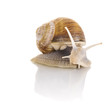 Garden snail