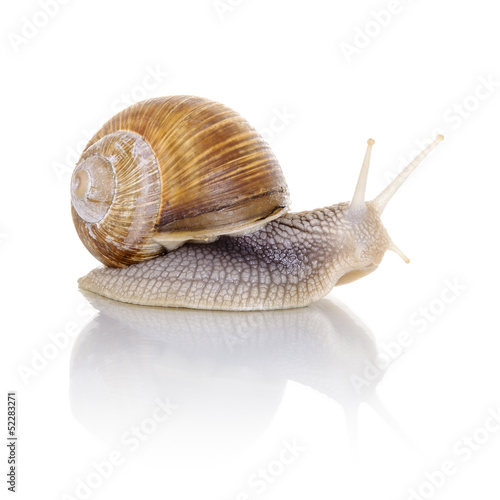Photo: Garden snail Garden snail