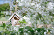Little Birdhouse in Spring with blossom cherry flower sakura