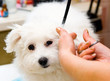 Grooming Maltese dog