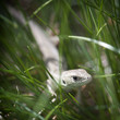 Small lizard in the grass