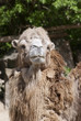 Bactrian camel looking into the camera