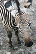 Mountain zebra (Equus zebra hartmannae)