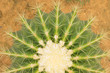 Echinocactus grusonii