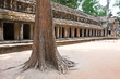 Ta Prohm Temple, Angkor Wat, Cambodia