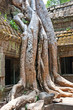 Ta Prohm Temple, Angkor Wat, Cambodia