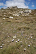 végatation de montagne Corse