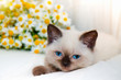 Little cat lying near chamomile
