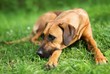 Rhodesian ridgeback dog