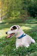 jack russel on spring forest