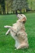 Dog in training