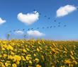 Photo: The field of pretty yellow buttercups The field of pretty yellow buttercups