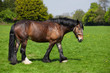A beautiful brown horse walking on the field
