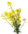 Photo: rapeseed plant isolated on white rapeseed plant isolated on white