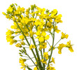 Photo: rapeseed flowers close up isolated on white background rapeseed flowers close up isolated on white background