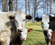 Foto: Cows with her baby calfs Cows with her baby calfs