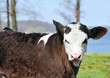 Foto: Brown cow, sea in the background Brown cow, sea in the background