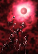sperm and egg cell - Natural insemination -