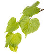 a spring green lime branch