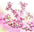 spring  branch with flowers and bokeh