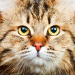 Siberian cat