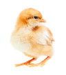 Photo: Baby Chicken Baby Chicken