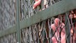 behind the fence
