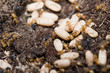 Yellow Ants inside anthill while moving eggs