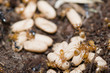 Yellow Ants inside anthill while moving eggs