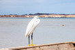 Little egret (egretta garzetta) at wild life