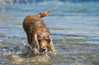 Isolated english cocker spaniel coming to you in water